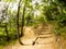 Footpath through a mysterious forest. Fisheye image