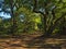 Footpath through the old and twisted trees of  Sherwood Forest