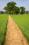 Footpath over a Wheat Field