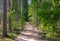 Footpath through an overgrown forest