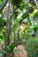 Footpath in palm forest. Vallee de Mai Nature Reserve May Valley, island of Praslin, Seychelles