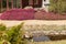 Footpath in the park with purple heather plants along the way