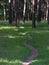 Footpath in a pine forest