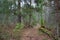 Footpath in a pine forest