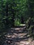 Footpath in the pine forest with purple flowers` plant