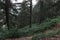 footpath through pine forest in the village of Prevalla, Prizren, Kosovo