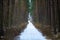 Footpath in a pine forest in winter