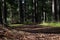 Footpath in pine tree forest