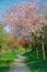 Footpath with pink flowering trees