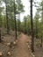 Footpath into a pinus forest