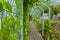 Footpath with Plants and Leaves