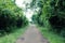 Footpath at Puerto Iguazu National Park