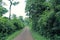 Footpath at Puerto Iguazu National Park