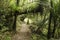 Footpath in rain forest at Waitakere Ranges