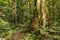 Footpath in rainforest borneo