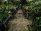 Footpath between ranks in the greenhouse. Houseplants in pots stand on a table in a greenhouse