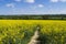Footpath through Rapeseed field ,Hampshire ,Landscape