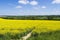 Footpath through Rapeseed field ,Hampshire ,Landscape