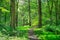 A footpath running through an English forest.