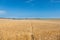 Footpath running through a ripening Wheat Field
