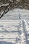 Footpath in the snow in a snow-covered apple orchard