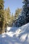 Footpath in a snowy forest