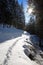 Footpath in a snowy forest