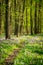 Footpath through the spring forest full of blooming flowers