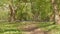 Footpath in spring forest. Green grass and field of bluebells. Tilt down shot.