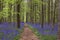 Footpath in springtime forest with blossoming bluebells purple flowers carpet