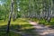 Footpath in the summer birch wood.