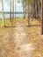 Footpath in a sunny flowering forest by the river