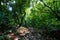 Footpath surrounded by lush vegetation of jungle