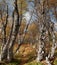 Footpath Through Taiga Forest in Autumn, Finland