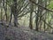 Footpath in temperate deciduous forest in mountains in the spring