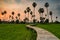 Footpath to rice field and sugar palm at sunset