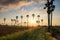 footpath to sugar palm and paddy rice field at sunrise