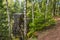 Footpath to a viewpoint at forest ravine