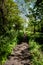 Footpath through trees