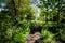 Footpath through trees