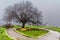 Footpath, trees, on foggy winter day. Tel Kedesh, Upper Galilee