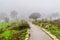 Footpath, trees, on foggy winter day. Tel Kedesh, Upper Galilee