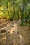 Footpath among trees and ruins of the ancient city of Termessos without tourists near Antalya, Turkey