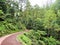 Footpath in tropical forest