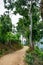 Footpath through tropical forest with mountains and valleys, Sri Lanka. Nature background
