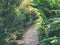 Footpath in tropical green garden with sunlight