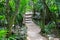 Footpath in a tropical jungle