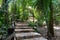 Footpath in a tropical jungle
