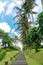 Footpath in a tropical park. Tall palm trees and green lawn