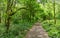 Footpath through typical British deciduous woodland